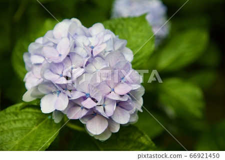 Rain and hydrangea Rain and hydrangea 66921450