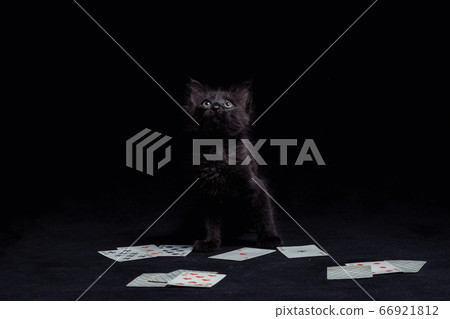 little black kitten with playing cards against a dark background little black kitten with playing cards against a dark background 66921812
