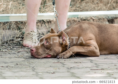 red pit bull lies and waits on sidewalk at the feet of his mistress red pit bull lies and waits on sidewalk at the feet of his mistress 66921813