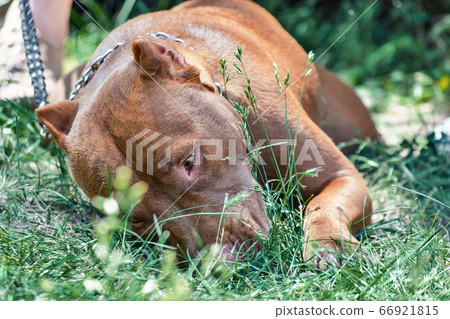 red pit bull with a chain lies in green grass red pit bull with a chain lies in green grass 66921815