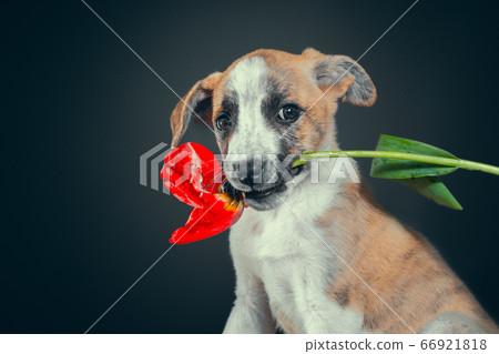 cute piebald puppy keeping in teeth a tulip flower at dark background 66921818