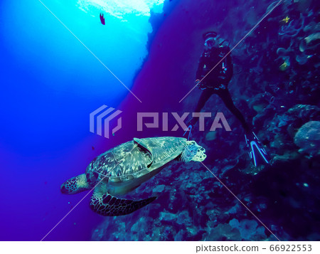 Diving woman 66922553