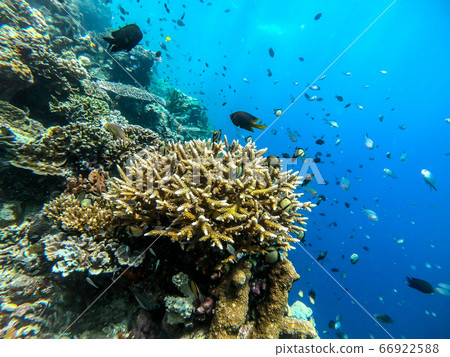 Photo during diving 66922588