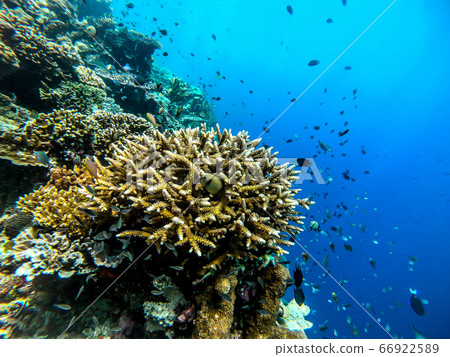 Photo during diving 66922589