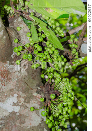 Cluster Fig Tree of Gular Fig Tree (botanical name is Ficus Racemosa) In Natural Garden of Southern of Thailand. 66922657