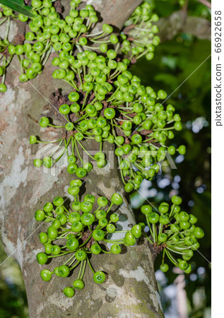 Cluster Fig Tree of Gular Fig Tree (botanical name is Ficus Racemosa) In Natural Garden of Southern of Thailand. Cluster Fig Tree of Gular Fig Tree (botanical name is Ficus Racemosa) In Natural Garden of Southern of Thailand. 66922658