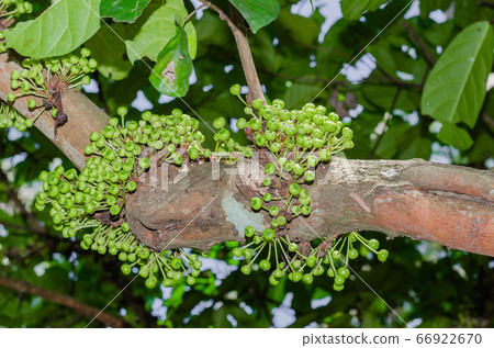 Cluster Fig Tree of Gular Fig Tree (botanical name is Ficus Racemosa) In Natural Garden of Southern of Thailand. 66922670
