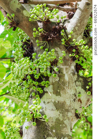 Cluster Fig Tree of Gular Fig Tree (botanical name is Ficus Racemosa) In Natural Garden of Southern of Thailand. Cluster Fig Tree of Gular Fig Tree (botanical name is Ficus Racemosa) In Natural Garden of Southern of Thailand. 66922674
