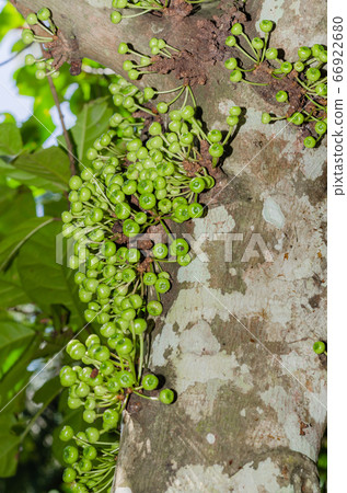 Cluster Fig Tree of Gular Fig Tree (botanical name is Ficus Racemosa) In Natural Garden of Southern of Thailand. Cluster Fig Tree of Gular Fig Tree (botanical name is Ficus Racemosa) In Natural Garden of Southern of Thailand. 66922680