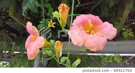 Nausuz Kazura 66922768