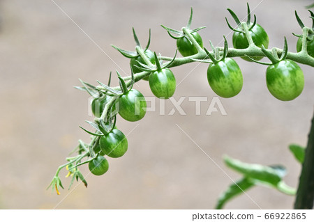 在家庭菜園的微型蕃茄 在家庭菜園的微型蕃茄 66922865