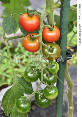 菜園裡的櫻桃番茄 菜園裡的櫻桃番茄 66922866