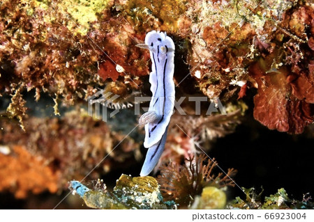 Misole Umizushi 66923004