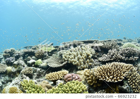 Coral field 66923232