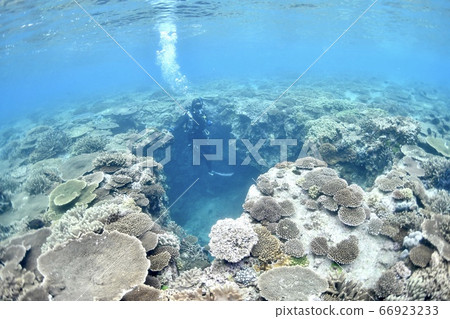 進入珊瑚 66923233