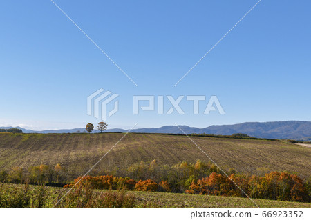 父子樹　 66923352