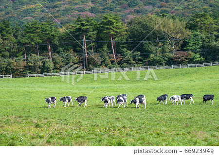 Oyama beef ranch scenery 66923949