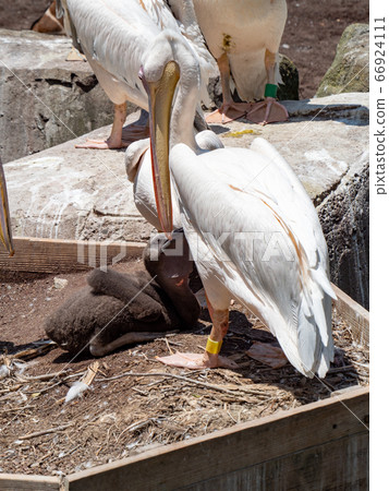 鵜鶘家庭撫養一個嬰兒，一隻黑色的羽毛的小雞 66924111