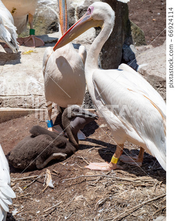 Pelican family raising a baby, a chick with black feathers Pelican family raising a baby, a chick with black feathers 66924114