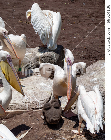 Pelican family raising a baby, a chick with black feathers 66924136