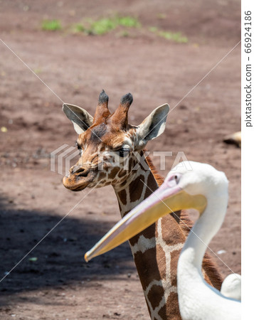 Giraffe and pelican Giraffe and pelican 66924186