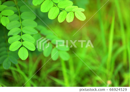 Image of rainy season, June, forest bath Image of rainy season, June, forest bath 66924529