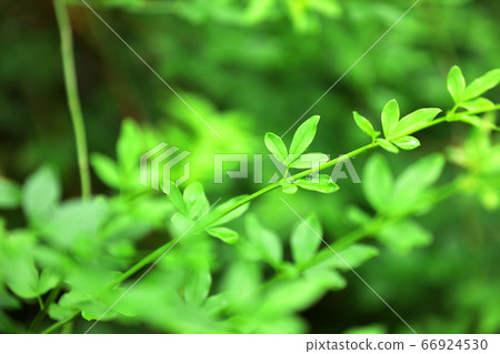 Image of rainy season, June, forest bath Image of rainy season, June, forest bath 66924530