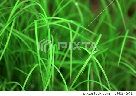 Rainy season, June, forest bathing image and water drops 66924541