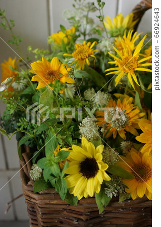 Sun Flower Sun Flower 66924643