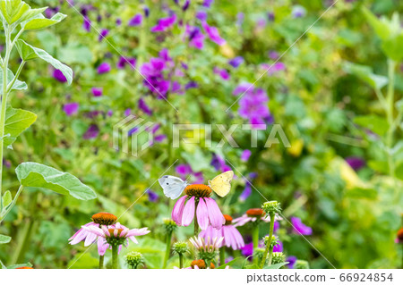 彼此面對的蝴蝶 66924854