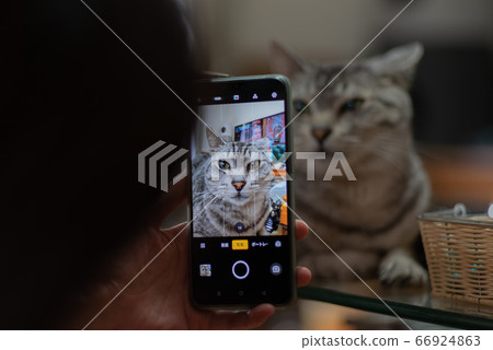 寵物友好的鯖魚貓 66924863