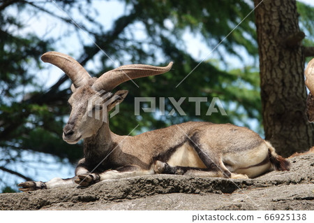 Sucho Wanbaral's gentle look 66925138