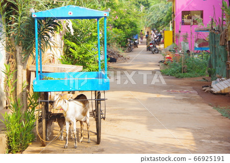 Indian goat 2 Indian goat 2 66925191