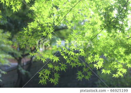 綠樹 綠樹 66925199