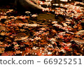 Autumn leaves 66925251