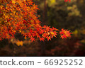 Autumn leaves 66925252