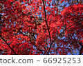Autumn leaves 66925253