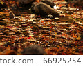 Autumn leaves 66925254