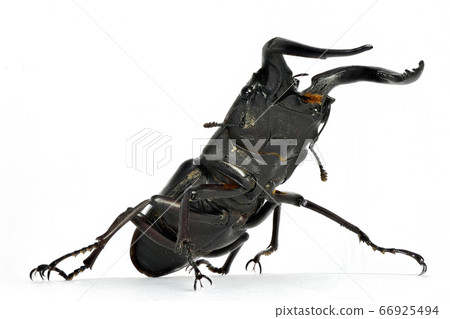 Stag beetle (depth composition) Stag beetle (depth composition) 66925494