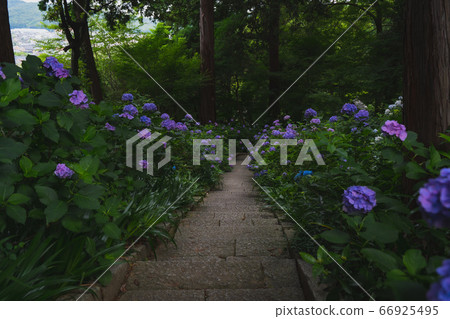 Hydrangea's Way Hydrangea's Way 66925495