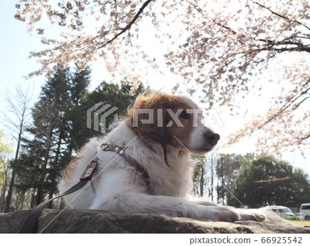 Dog walk under the cherry blossoms 1 Dog walk under the cherry blossoms 1 66925542