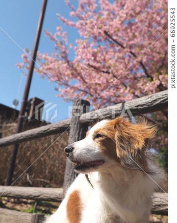 Dog walk under the cherry blossoms 2 Dog walk under the cherry blossoms 2 66925543