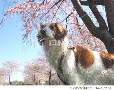 Dog walk under the cherry blossoms 3 66925544