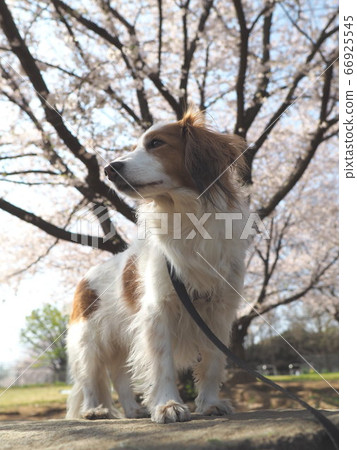 Dog walk under the cherry blossoms 4 Dog walk under the cherry blossoms 4 66925545