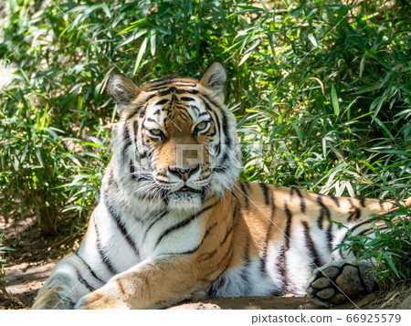 Tiger standing in the bush Tiger standing in the bush 66925579