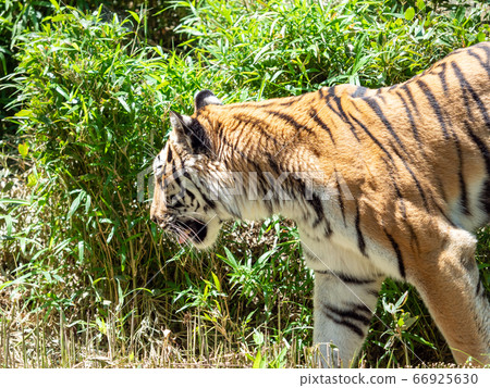 Tiger walking in Sasayabu Tiger walking in Sasayabu 66925630