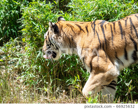 Tiger walking in Sasayabu Tiger walking in Sasayabu 66925632
