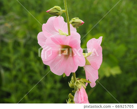 蜀葵 蜀葵 66925705