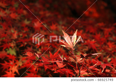 秋天的樹葉 秋天的樹葉 66925749