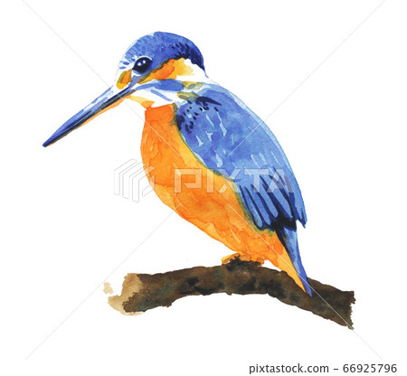 bird, birds, fowls - Stock Illustration [66925796] - PIXTA